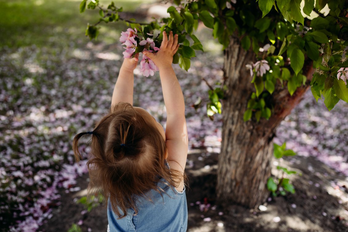 Ashley Daphne Photography,Calgary Alberta Photographer,cherry blossoms,family photographer,family portraits,newborn photographer,photography,spring,yyc,